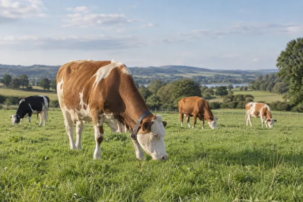 Application illustration: Large-animal grazing studies