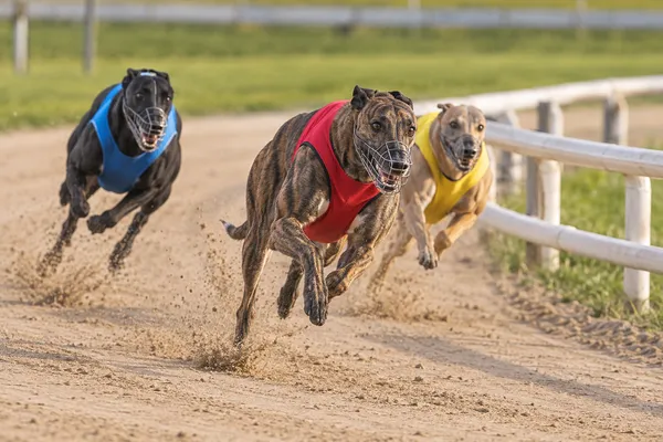 Application illustration: Dog racing